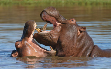 Картинка животные бегемоты головы озеро