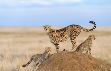 Картинка животные гепарды природа котята гепард мама детеныши