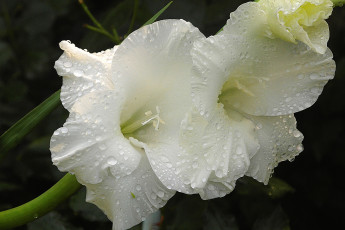 Картинка цветы гладиолусы белый гладиолус макро капли