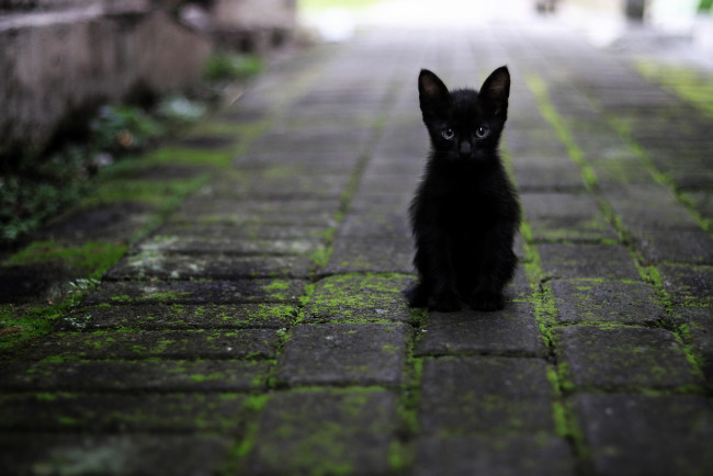 Обои картинки фото животные, коты, дорога, кошка, взгляд, котенок, черный, плитка, тротуар, сидит, боке