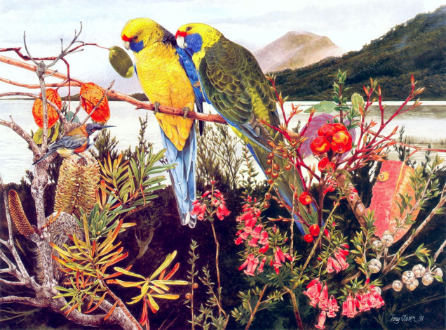 Обои картинки фото тони, оливер, рисованные, tony, oliver, экзотика, попугаи, цветы