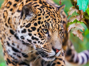Картинка животные Ягуары леопард морда ягуар