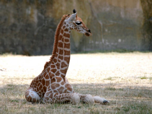 Картинка животные жирафы шея