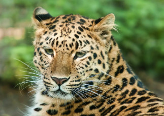 Картинка леопард животные леопарды морда грустный взгляд