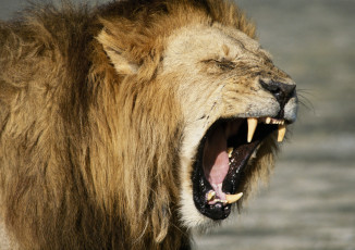 Картинка животные львы сила лев клич рык пасть