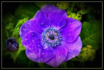 Картинка цветы анемоны адонисы фиолетовый капли