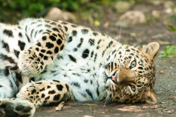 Картинка животные леопарды лежит леопард