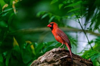 Картинка животные кардиналы кардинал