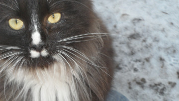 Картинка животные коты зима взгляд