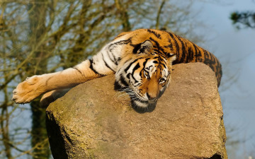Картинка тигр животные тигры камень лежат