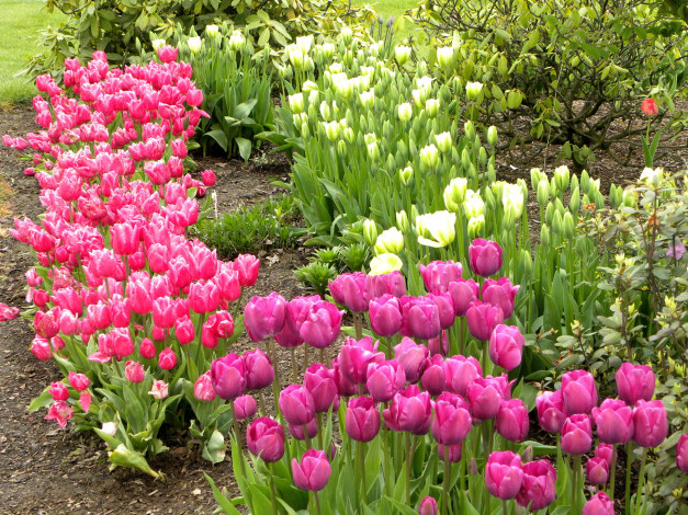 Обои картинки фото цветы, тюльпаны, парк, голландия