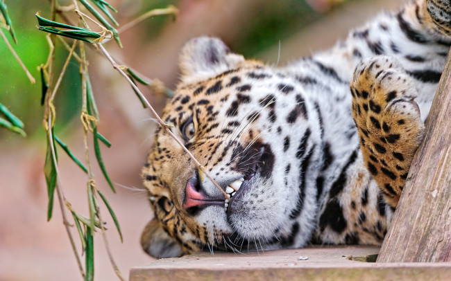 Обои картинки фото животные, Ягуары, леопард, ягуар
