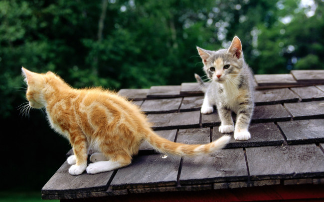 Обои картинки фото животные, коты, двое, крыша, рыжий