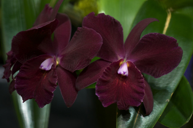 Обои картинки фото цветы, орхидеи, экзотика, бордовый