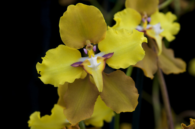 Обои картинки фото цветы, орхидеи, желтый, экзотика