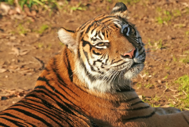 Обои картинки фото тигр, животные, тигры, смотрит, взгляд, морда