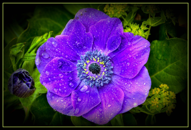 Обои картинки фото цветы, анемоны, адонисы, фиолетовый, капли