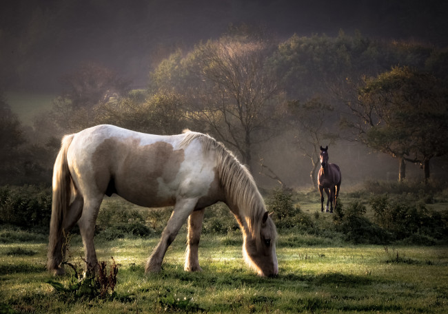 Обои картинки фото животные, лошади, пастбище
