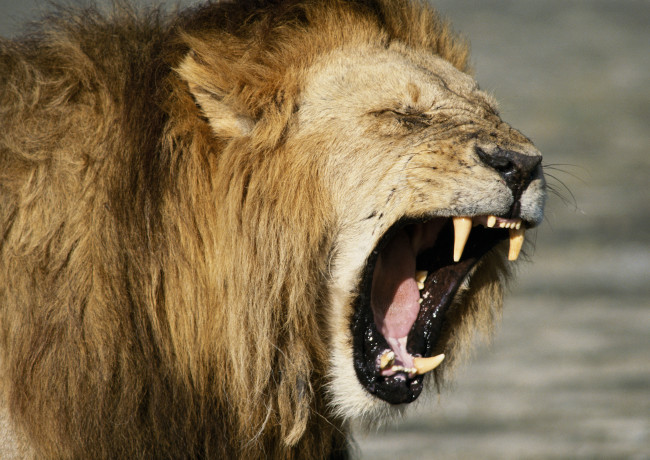 Обои картинки фото животные, львы, сила, лев, клич, рык, пасть