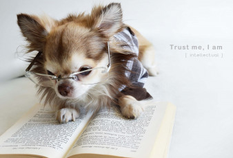 Картинка животные собаки очки книга чихуахуа
