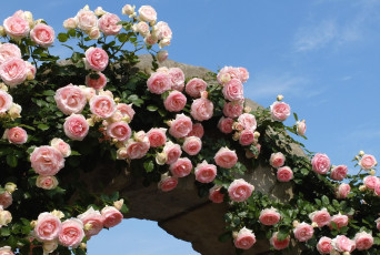 Картинка цветы розы арка розовый много