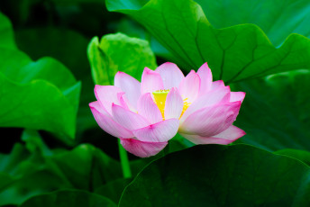 Картинка цветы лотосы розовый лепестки