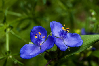 Картинка цветы традесканции парочка синие