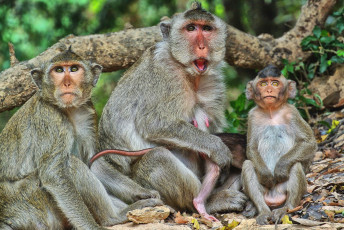 Картинка животные обезьяны семейка