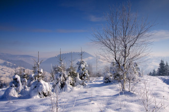 Картинка природа зима пейзаж деревья снег