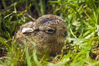 Картинка животные кролики зайцы малыш зайчонок
