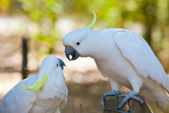 Картинка животные попугаи какаду