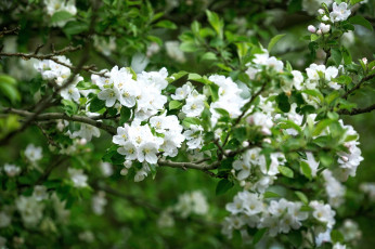 Картинка цветы цветущие деревья кустарники ветки весна