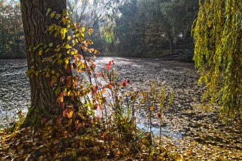 Картинка природа парк лес пруд осень