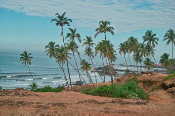 Картинка природа тропики пальмы берег песок лето