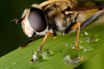 Картинка животные пчелы осы шмели макро пчела глаза