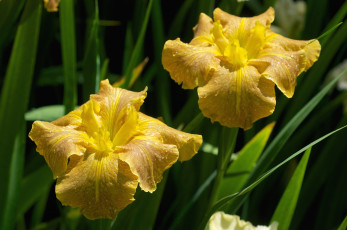 Картинка цветы ирисы желтые касатики