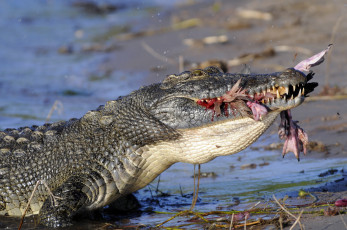Картинка животные крокодилы крокодил добыча