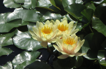 Картинка цветы лилии водяные нимфеи кувшинки желтый трио