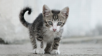 Картинка животные коты полосатый серый котенок
