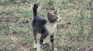 Картинка животные коты трава полосатый котенок