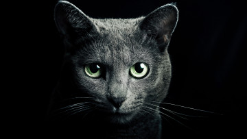 Картинка животные коты кот серый голова