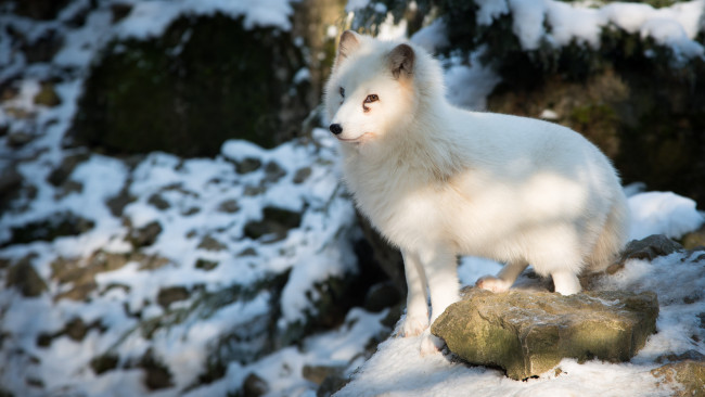 Обои картинки фото животные, песцы, arctic, fox, полярная, лисица