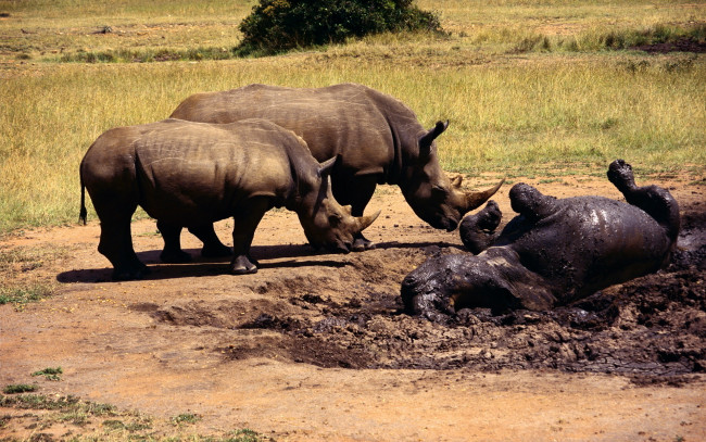 Обои картинки фото животные, носороги, саванна, лужа, грязь