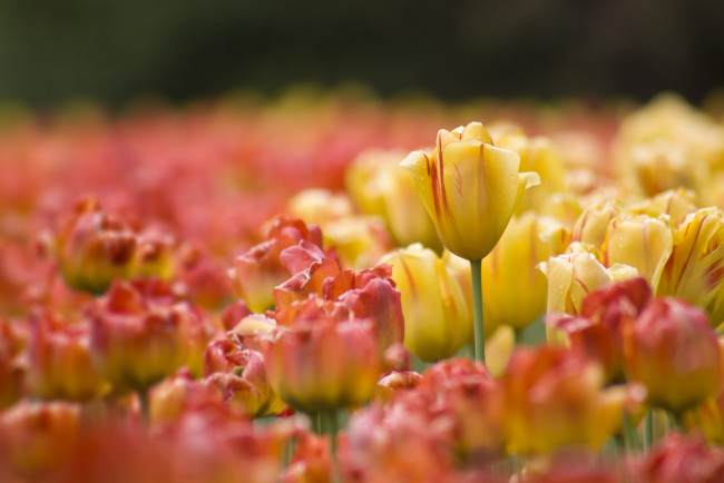 Обои картинки фото цветы, тюльпаны, бутон, размытость