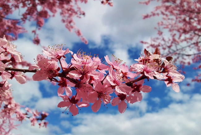 Обои картинки фото цветы, сакура, вишня, веткв