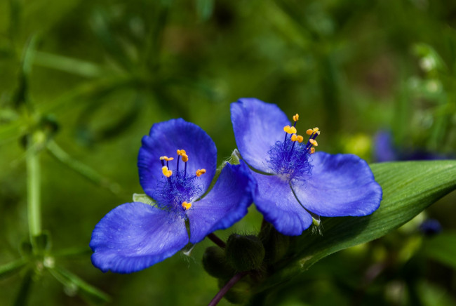 Обои картинки фото цветы, традесканции, парочка, синие