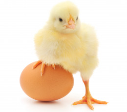 Картинка животные куры +петухи яйцо цыпленок