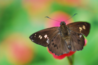 Картинка животные бабочки фон бабочка цветок