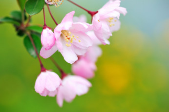 Картинка цветы розовые листья фон ветка