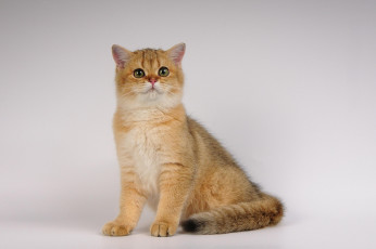 Картинка животные коты глазки ушки кошка